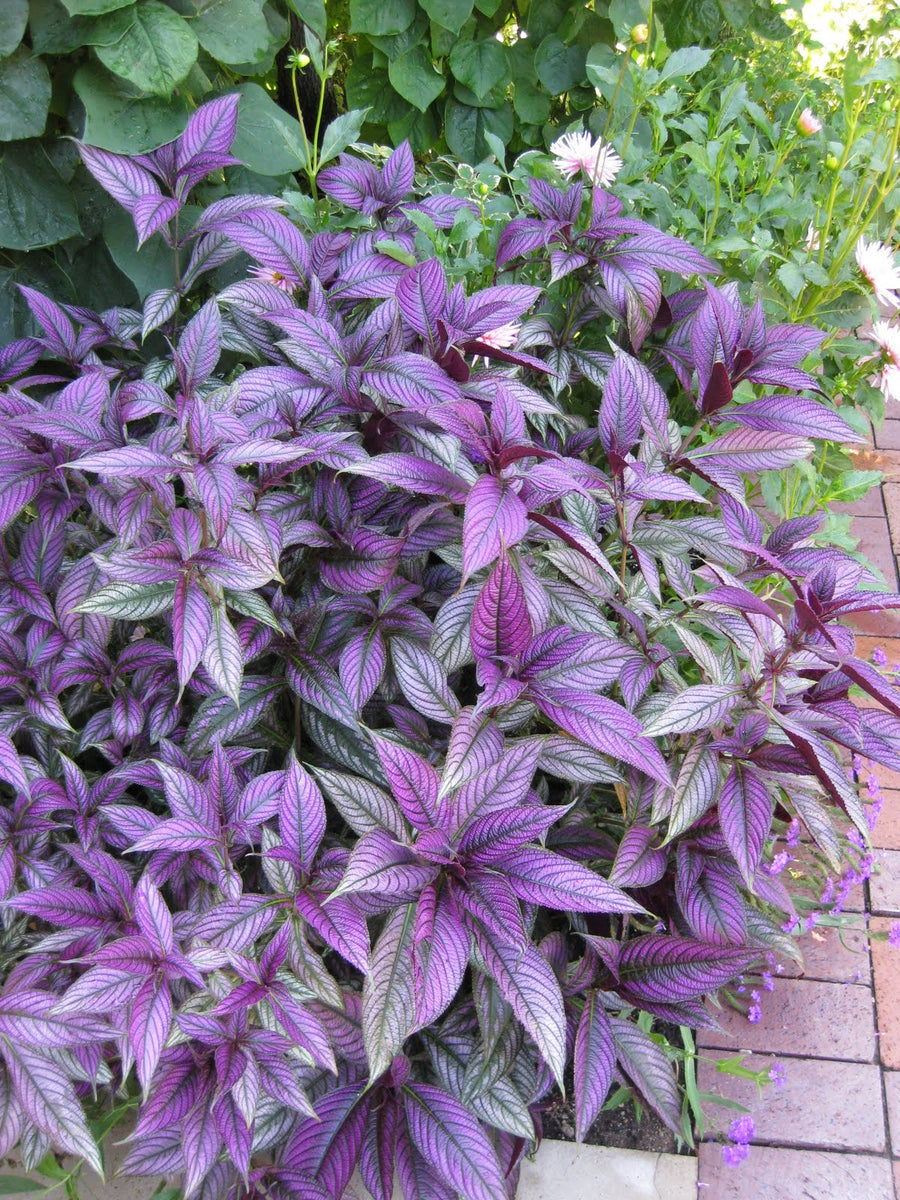 Persian Shield