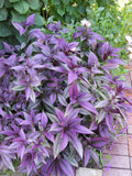 Persian Shield