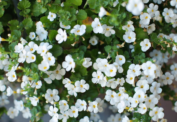 Bacopa