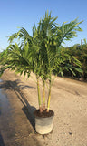 Christmas Palm - Adonidia