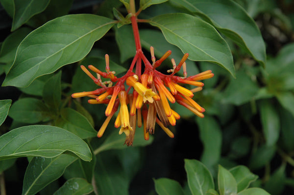 Dwarf Firebush