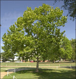American Sycamore