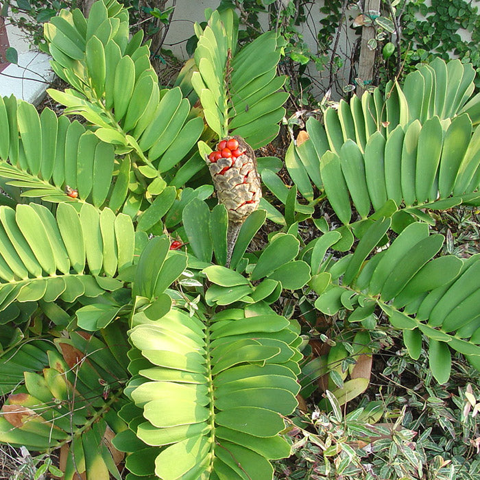Cardboard Palm