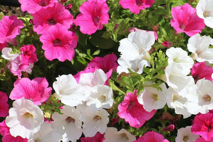 Petunias