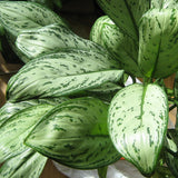 Chinese Evergreen - Aglaonema