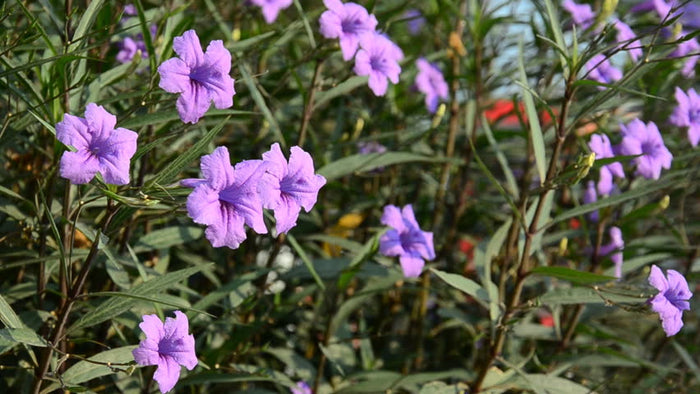 Mexican Petunia - Ruellia