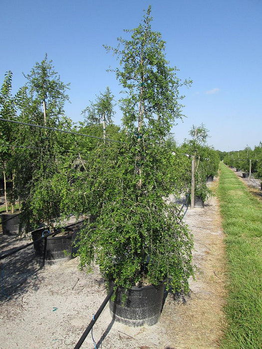 Weeping Yaupon Holly