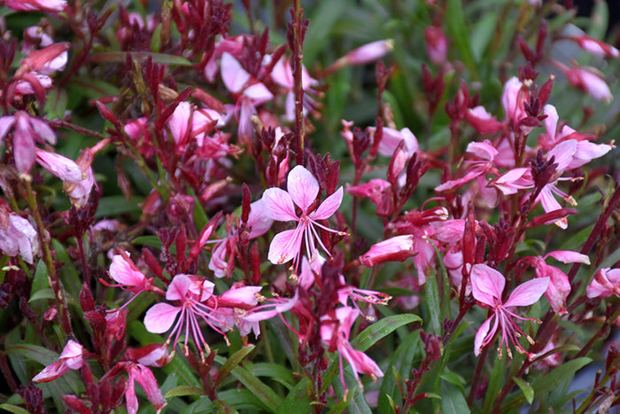 Pink Gaura Whirling Butterflies