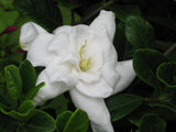 Gardenia - Miami Supreme