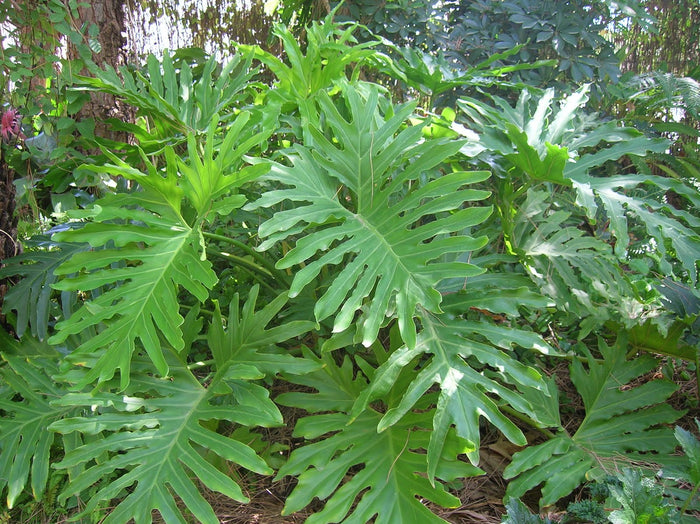 Split Leaf Philodendron