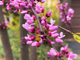 Eastern Redbud