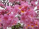 Pink Tabebuia - Pink Trumpet Tree