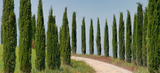 Italian Cypress