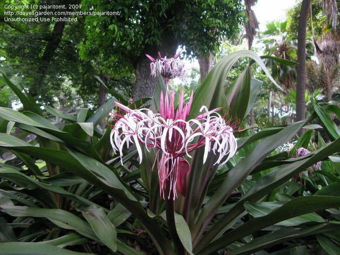 Queen Emma Crinum Lily