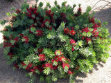 Bottlebrush - 'Better John'