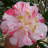 Camellia - Rebel Yell