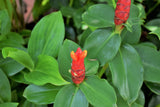 Red Button Ginger