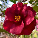 Camellia - Royal Velvet
