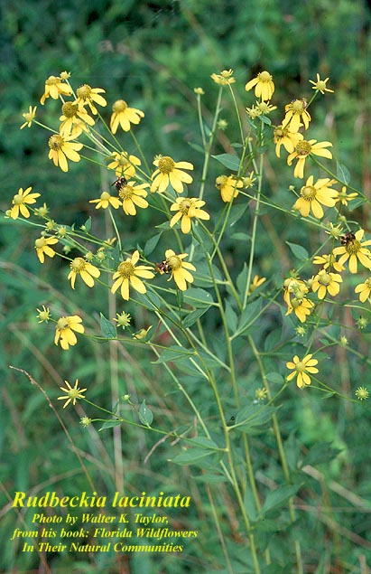 Cutleaf Coneflower - Native