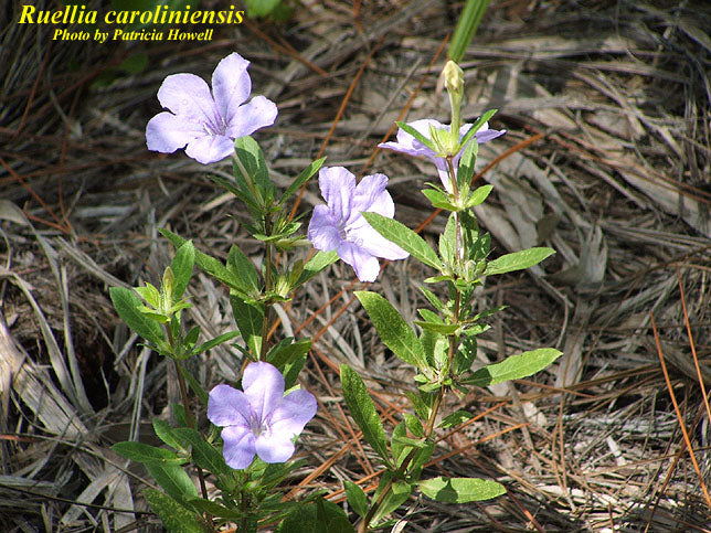 Wild Petunia - Native