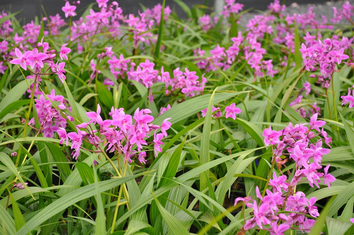 Ground Orchid