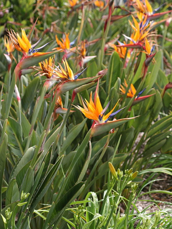Bird of Paradise - Orange