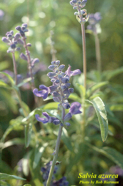 Azure Blue Salvia - Native
