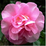 Camellia - Jennifer Susan