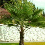 Chinese Windmill Palm
