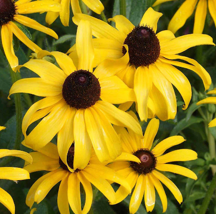 Black Eyed Susan (Rudbeckia)
