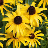 Black Eyed Susan (Rudbeckia)