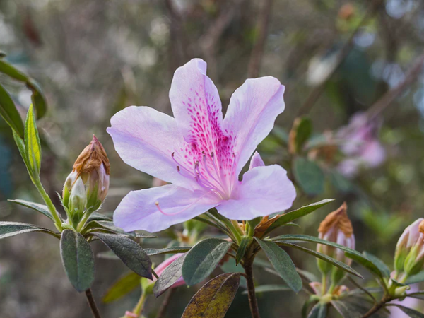 Azalea - George L. Taber