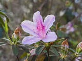 Azalea - George L. Taber