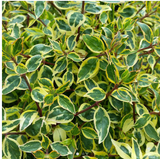 Abelia Daydream