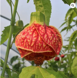 Abutilon Red Tree - Chinese Lantern