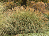 Adagio Grass
