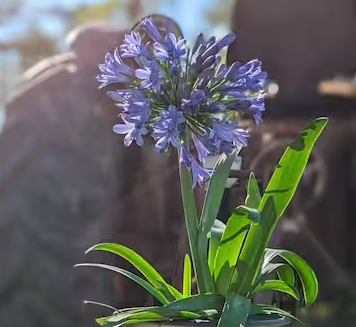 Agapanthus Bailey Blue