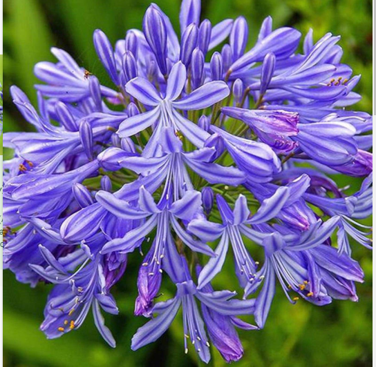 Agapanthus - Purple Lily of the Nile