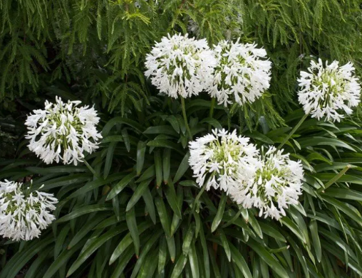 Agapanthus Shona White Dwarf