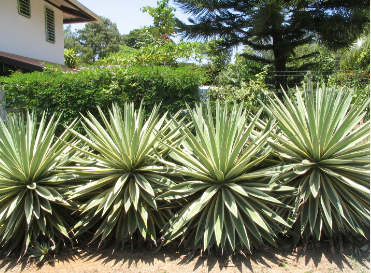 Variegated Caribbean Agave