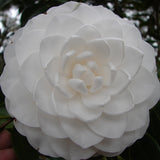 Camellia - Sea Foam