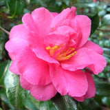 Camellia - ShiShi Gashira