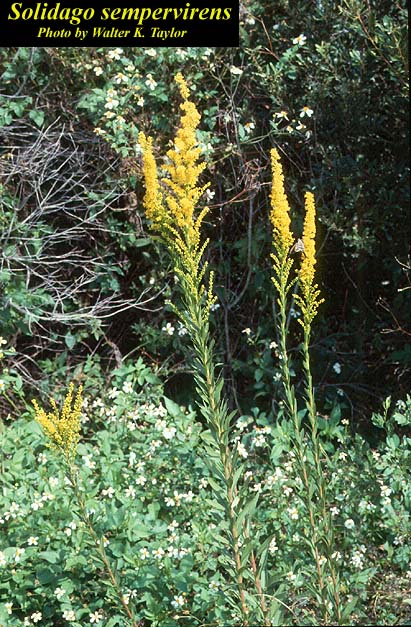 Seaside Goldenrod - Native