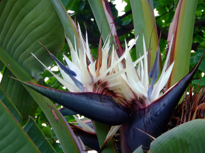 Bird of Paradise - White
