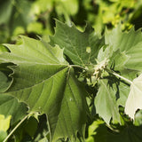 American Sycamore
