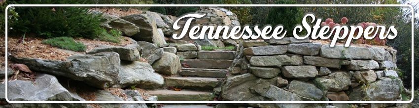 Tennessee Steppers