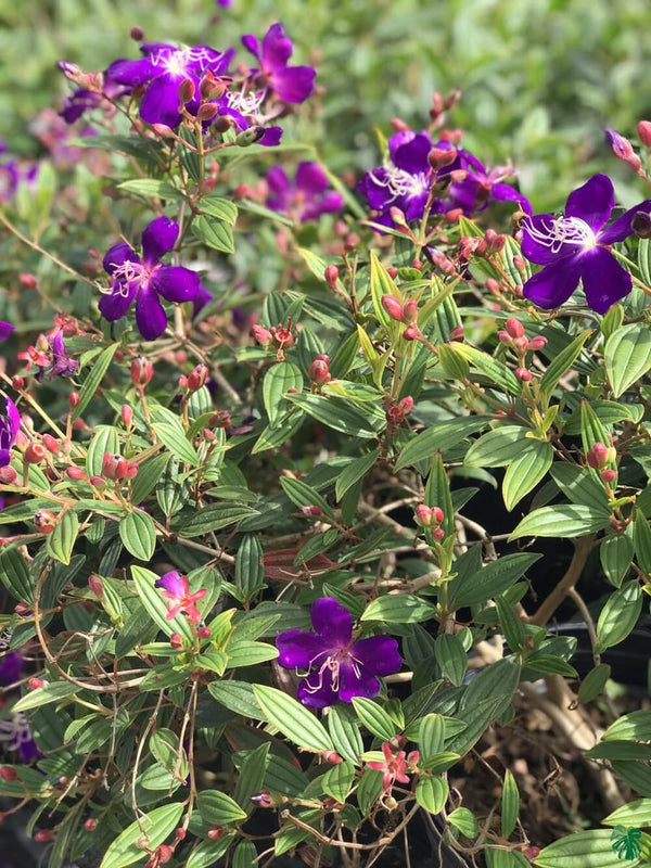 Dwarf Tibouchina