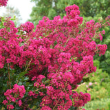 Crape Myrtle - Tonto