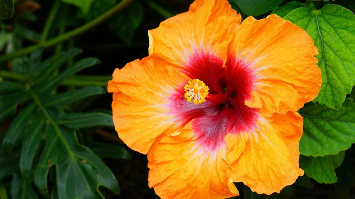 Hibiscus "Fiesta"