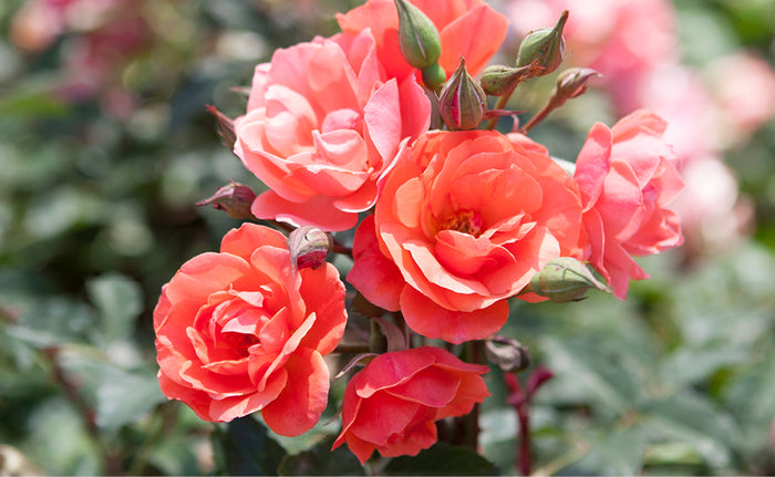 Knock Out Rose - Coral